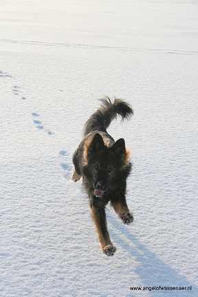 Khesje heeft plezier in de sneeuw